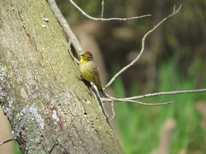 Palm Warbler bird IMG_8532