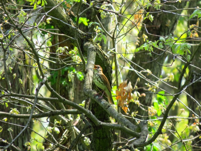 Wood Thrush Bird IMG_8941