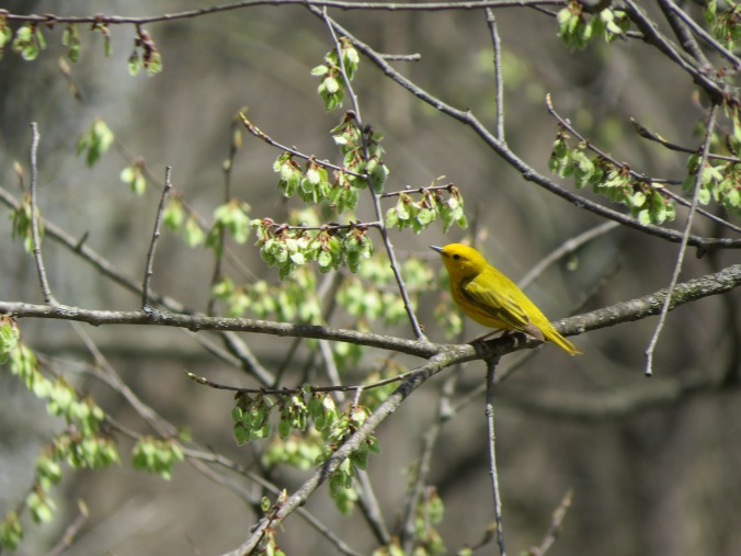 Yellow Warbler Bird IMG_8295