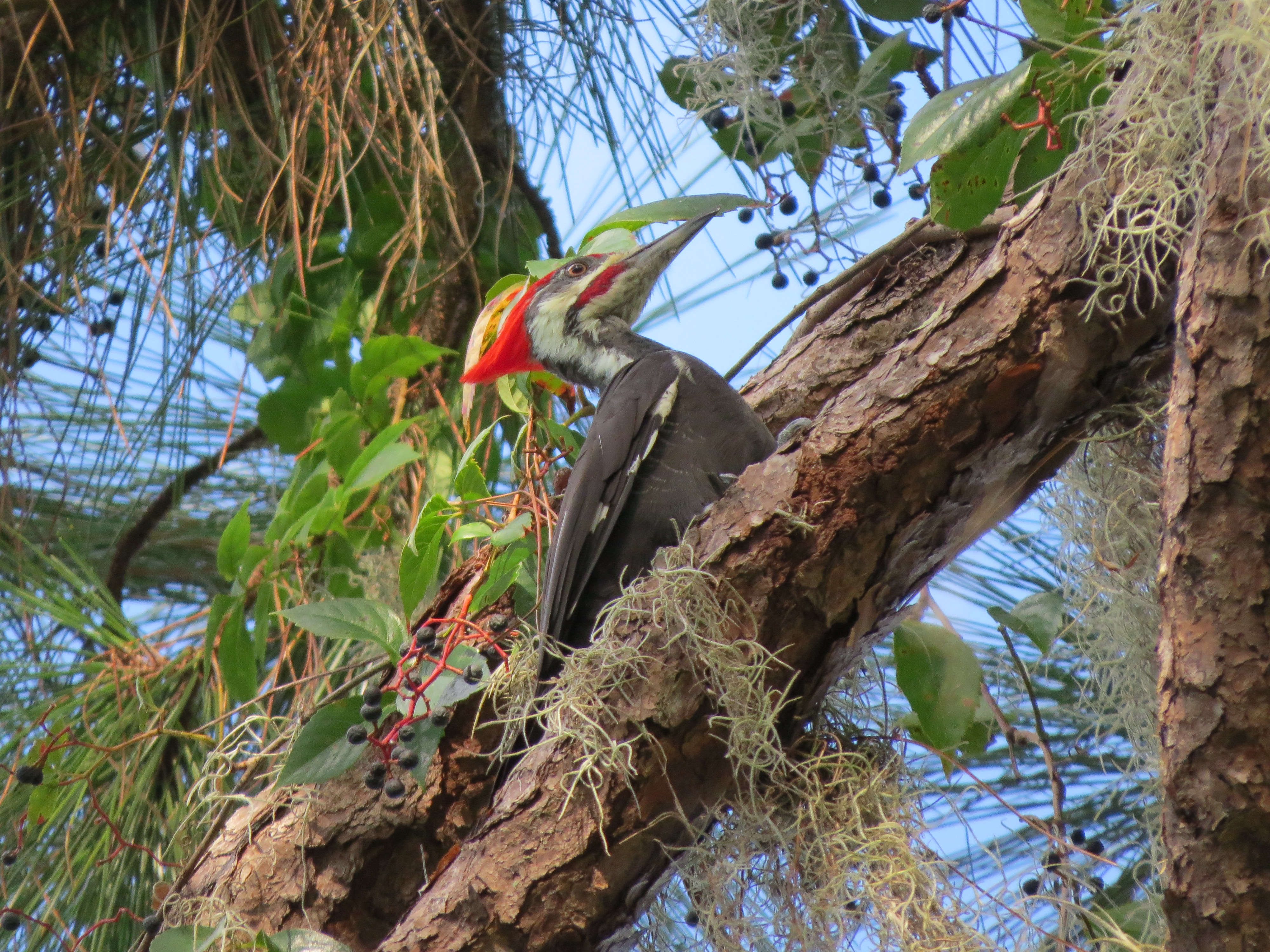 pileated-woodpecker-img_9521
